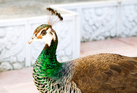 Indian Blue Peacock at Barsana Dham
